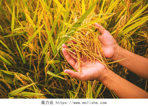 手轻轻地触摸稻田里的稻谷